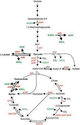 Relevance of NADH Dehydrogenase and Alternative Two-Enzyme Systems for Growth of Corynebacterium glutamicum With Glucose, Lactate, and Acetate